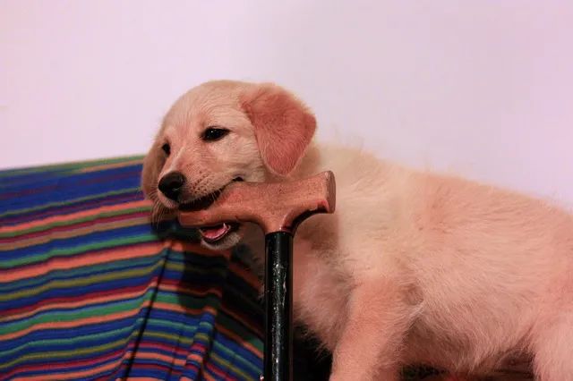 狗狗