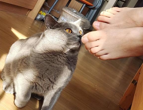 华兴宠物