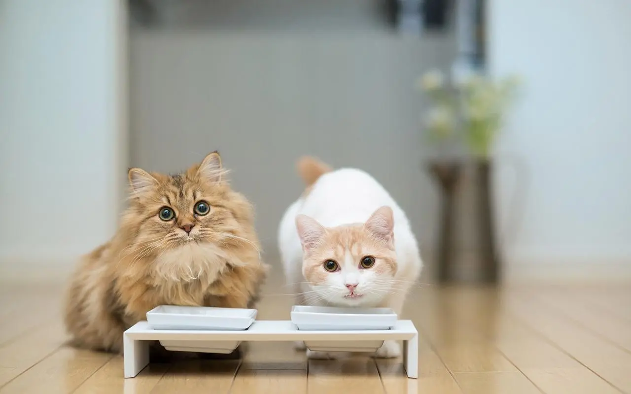 影响猫咪食欲的原因有哪些？